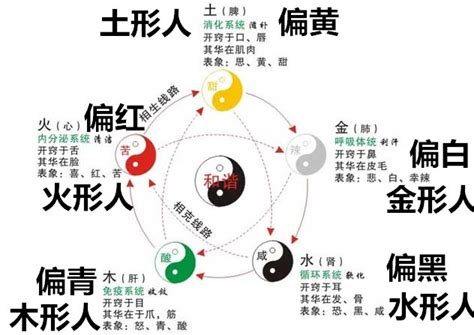 水型人帶木|體相識人——五行形相